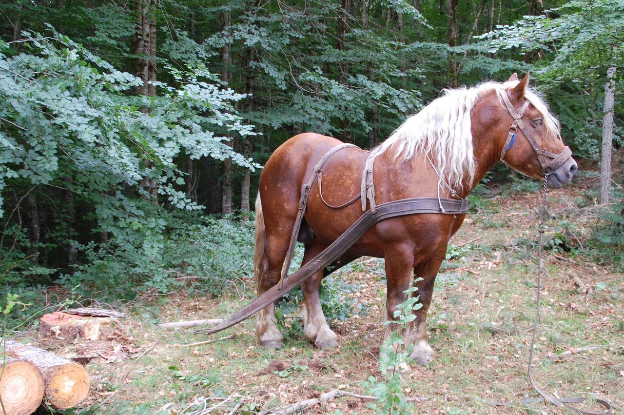 Rifugio Casello Margherita Камилятело Силано Екстериор снимка